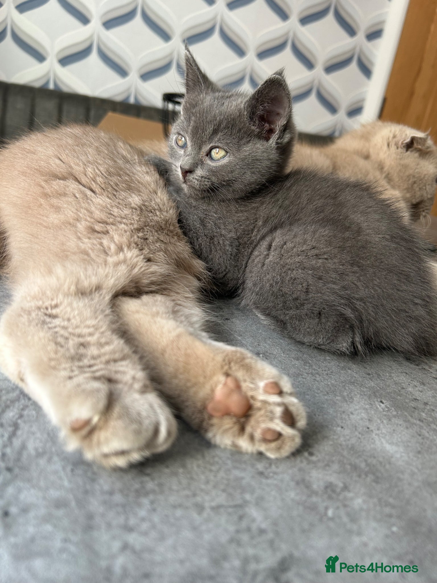 Scottish Fold cats Scottish folds and straights - Advert 2