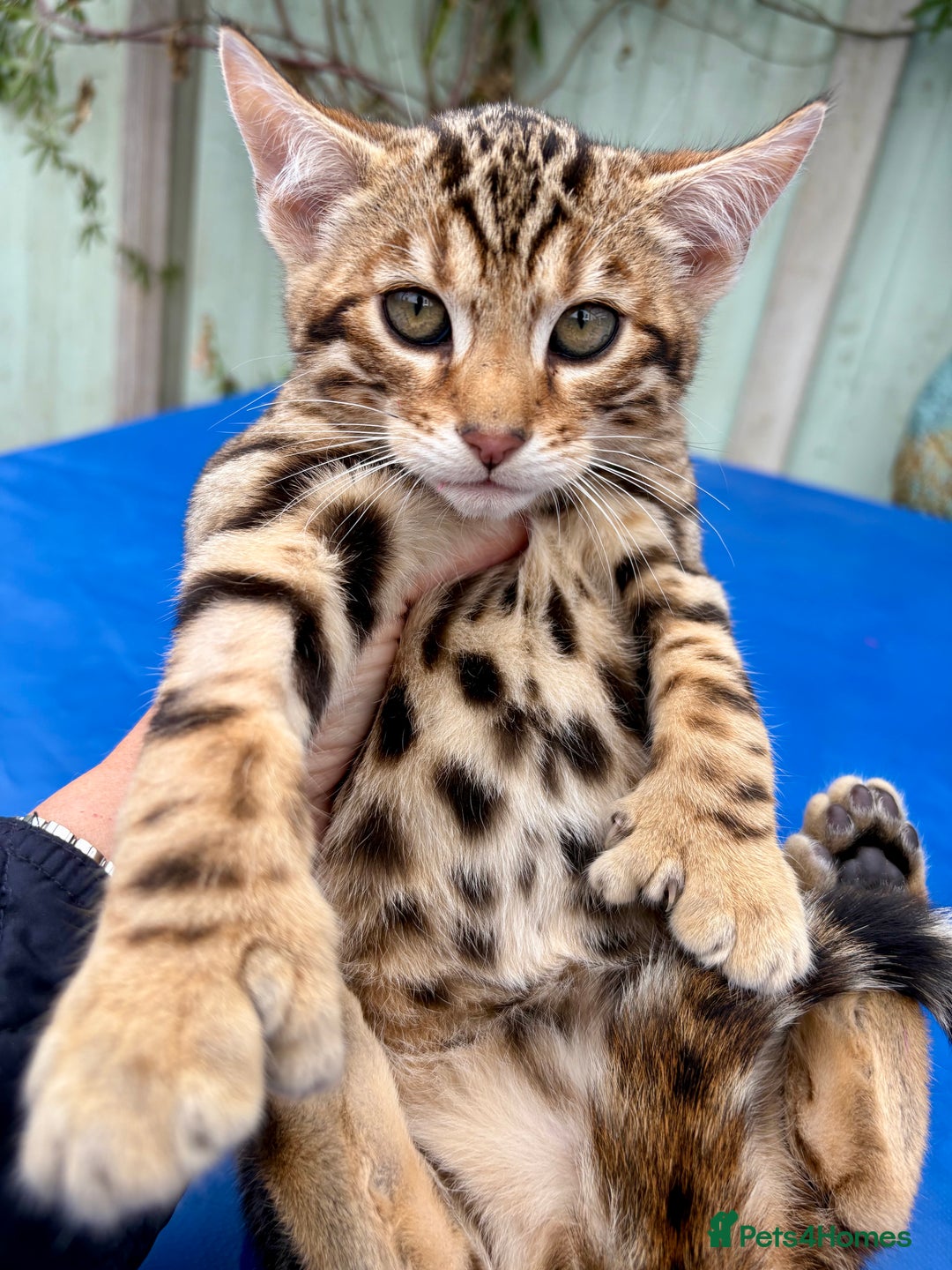 Keetso cats for sale: 2 superb rare golden keetso males  - Advert 1