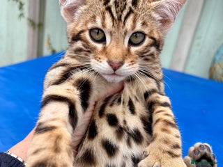 Keetso cats 2 superb rare golden keetso males - Advert 6