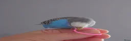 Mixed Breed birds for sale: Hand tame pair of budgies and semi tame Quaker  - Advert 4