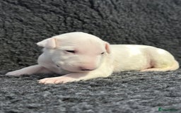 English Bull Terrier dogs for sale: Outstanding English Bull Terrier Puppies - Image 9