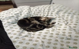 Domestic Shorthair cats for sale: Brother cats for sale - Advert 4