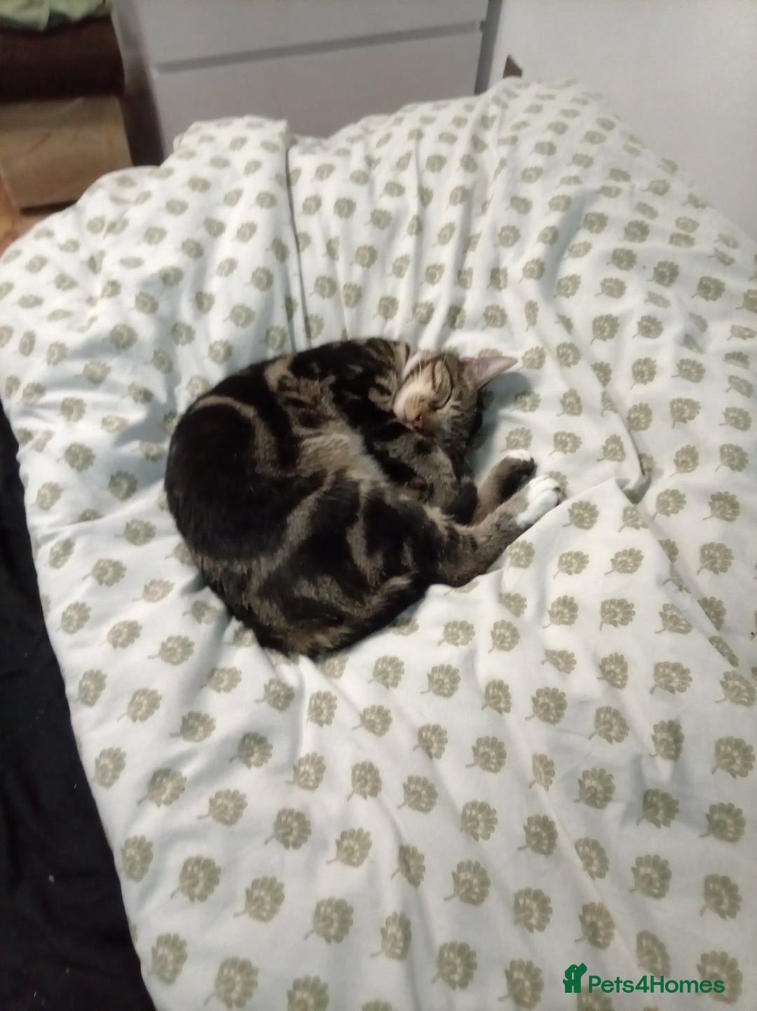 Domestic Shorthair cats for sale: Brother cats for sale - Advert 4