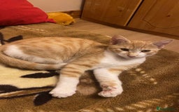 Domestic Shorthair cats for sale: Two kittens looking for a home  - Image 1