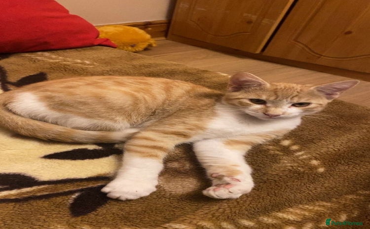 Domestic Shorthair cats - Advert 3