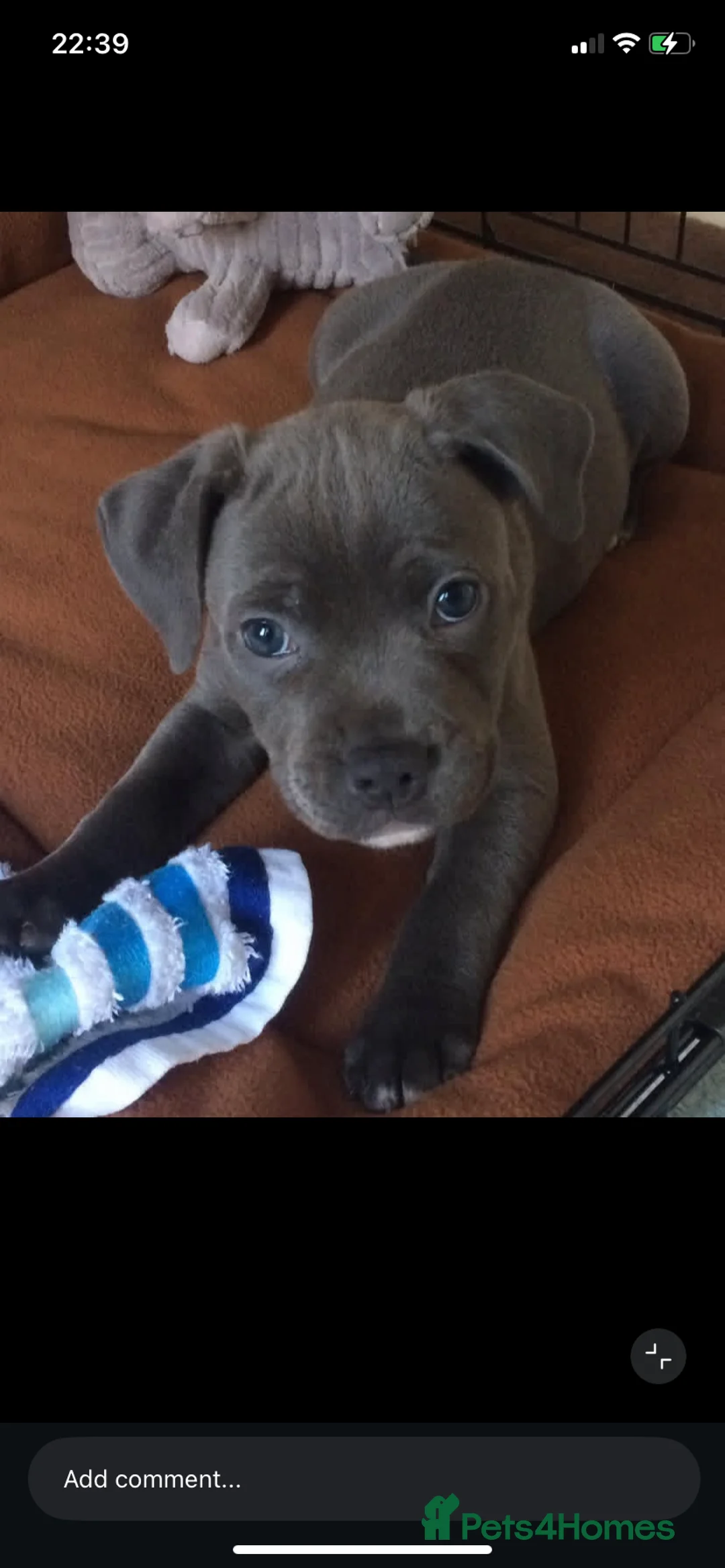 Staffordshire Bull Terrier dogs for sale: %Solid Pure Staffy Puppies Available  in Birmingham - Advert 11