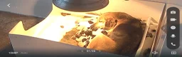 Foxhound dogs for sale: Beagle x harrier  - Advert 11
