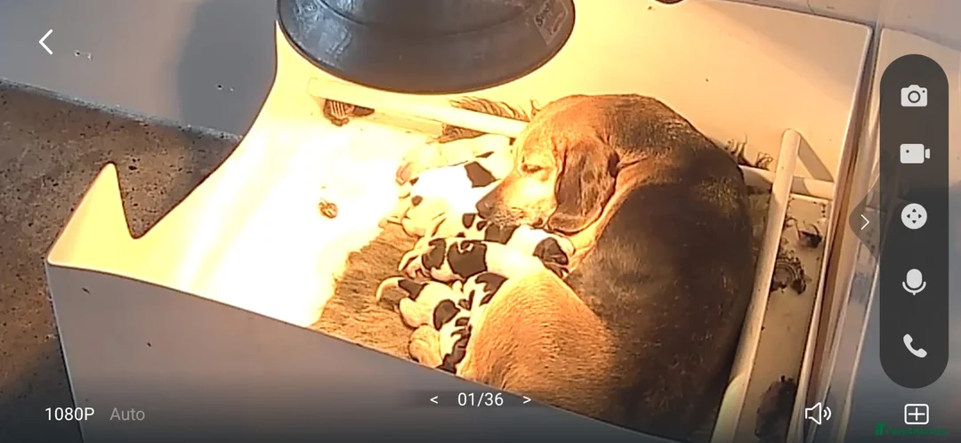 Foxhound dogs for sale: Beagle x harrier  - Advert 11
