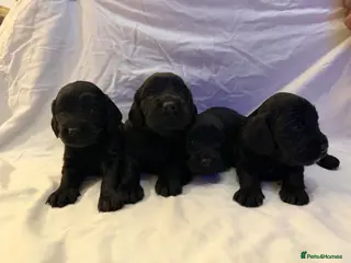 Cocker Spaniel dogs Cocker spaniel puppies - Advert 1