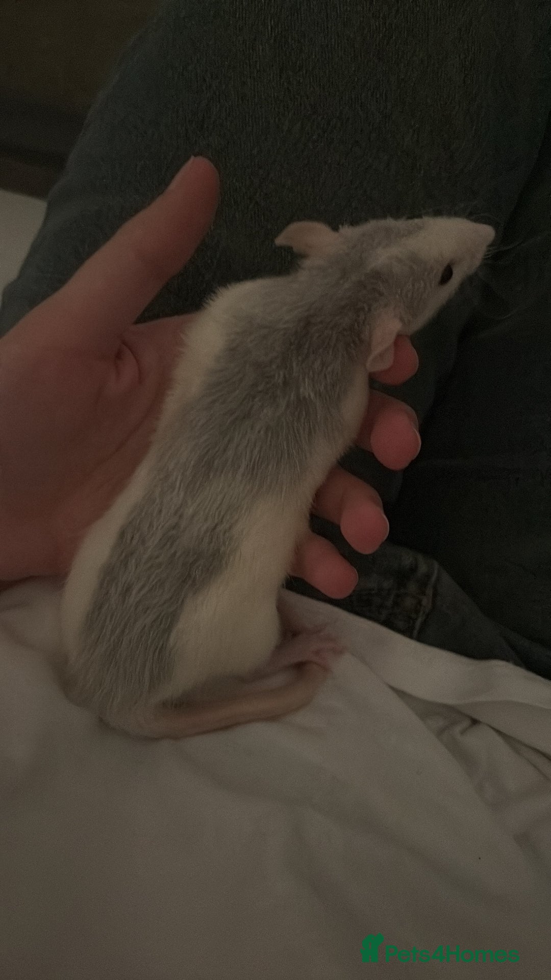 Rat rodents for sale: 2 dumbo Rex rats and one normal dumbo rat - Image 4