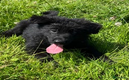 German Shepherd dogs for sale: German shepherd pups - Image 4