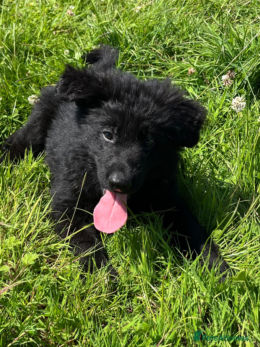 German Shepherd dogs for sale: German shepherd pups - Image 4