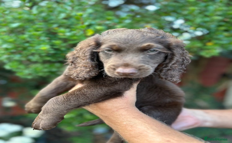 Cockapoo dogs - Advert 8