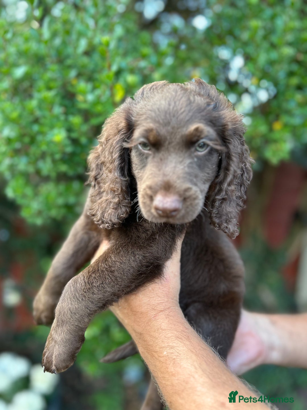 Cockapoo dogs for sale: 6 beautiful cockapoo puppies - Image 2