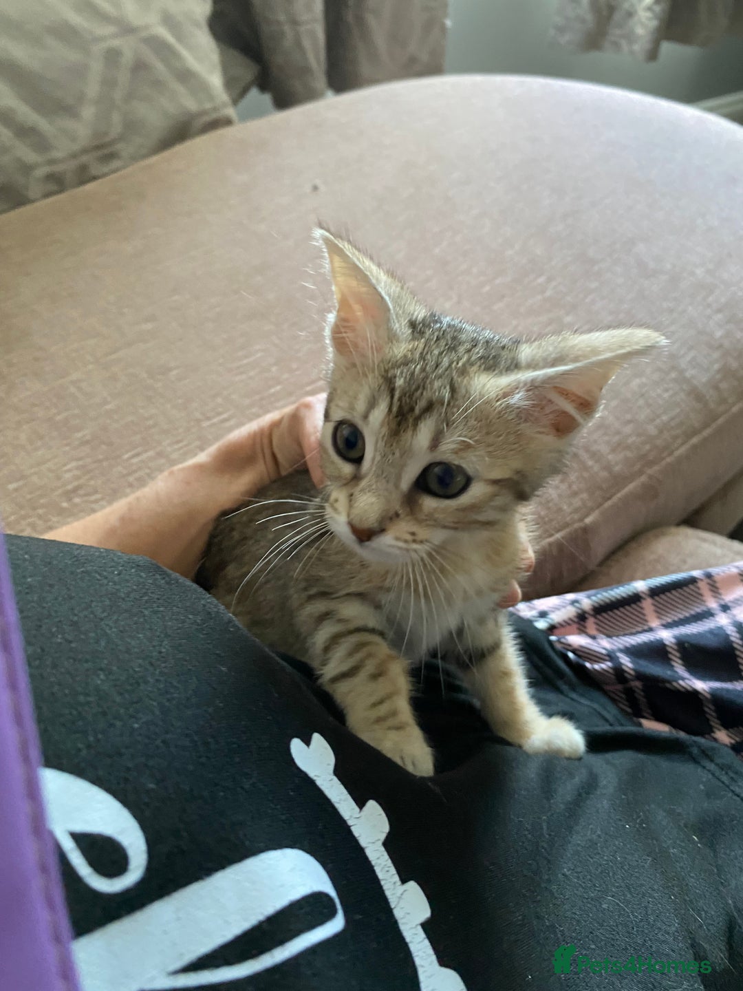 Chausie cats for sale: Savannah x chausie  - Image 8