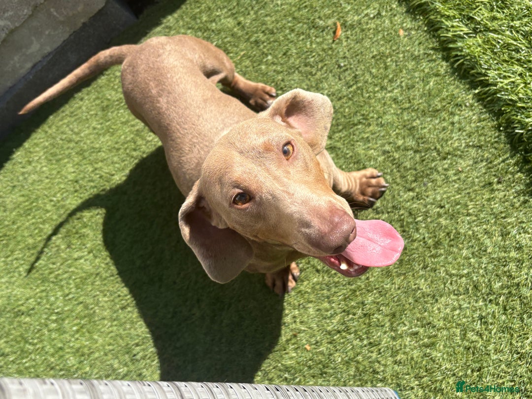Miniature Dachshund dogs for sale: Beautiful fur babies  in Willenhall - Image 6