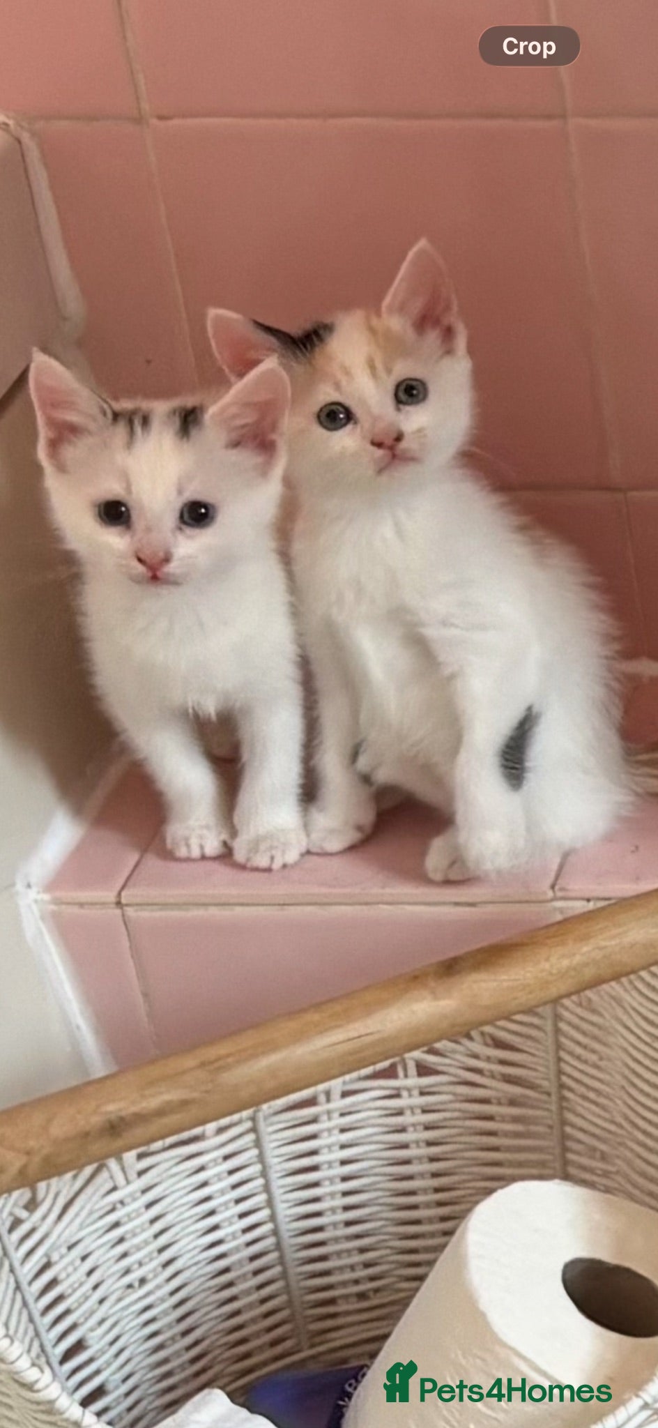 Mixed Breed cats READY 24th. 5 beautiful, cuddly, playful kittens  - Advert 2