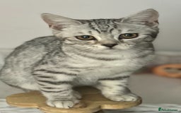 Scottish Fold cats for sale: Kittens Ready for Their Forever Homes - Image 4