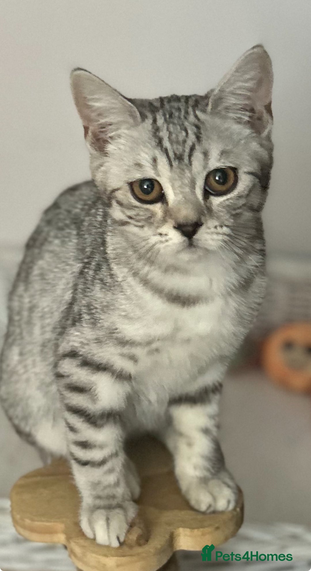 Scottish Fold cats for sale: Kittens Ready for Their Forever Homes - Image 4