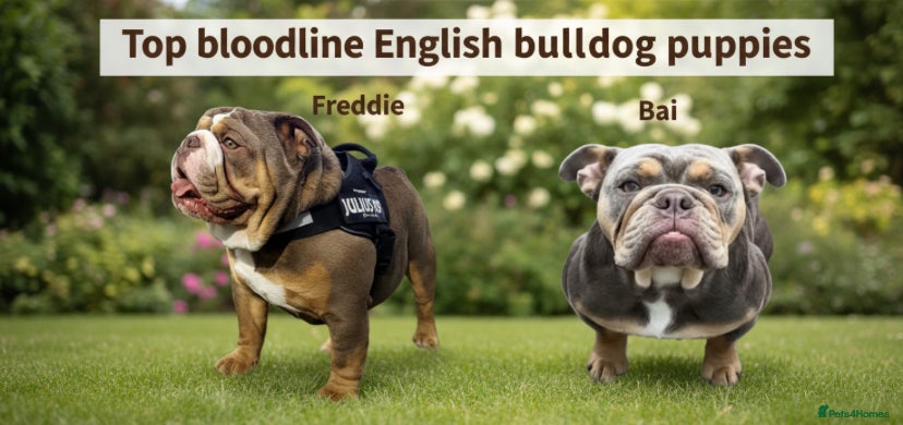 English Bulldog dogs Beautiful English bulldog puppies - Advert 4