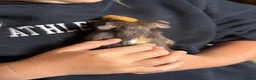 Guinea Pig rodents for sale: 4 boar guinea pigs  - Advert 5