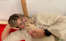 Golden Retriever dogs for sale: Beautiful Golden Retriever boys  - Image 17