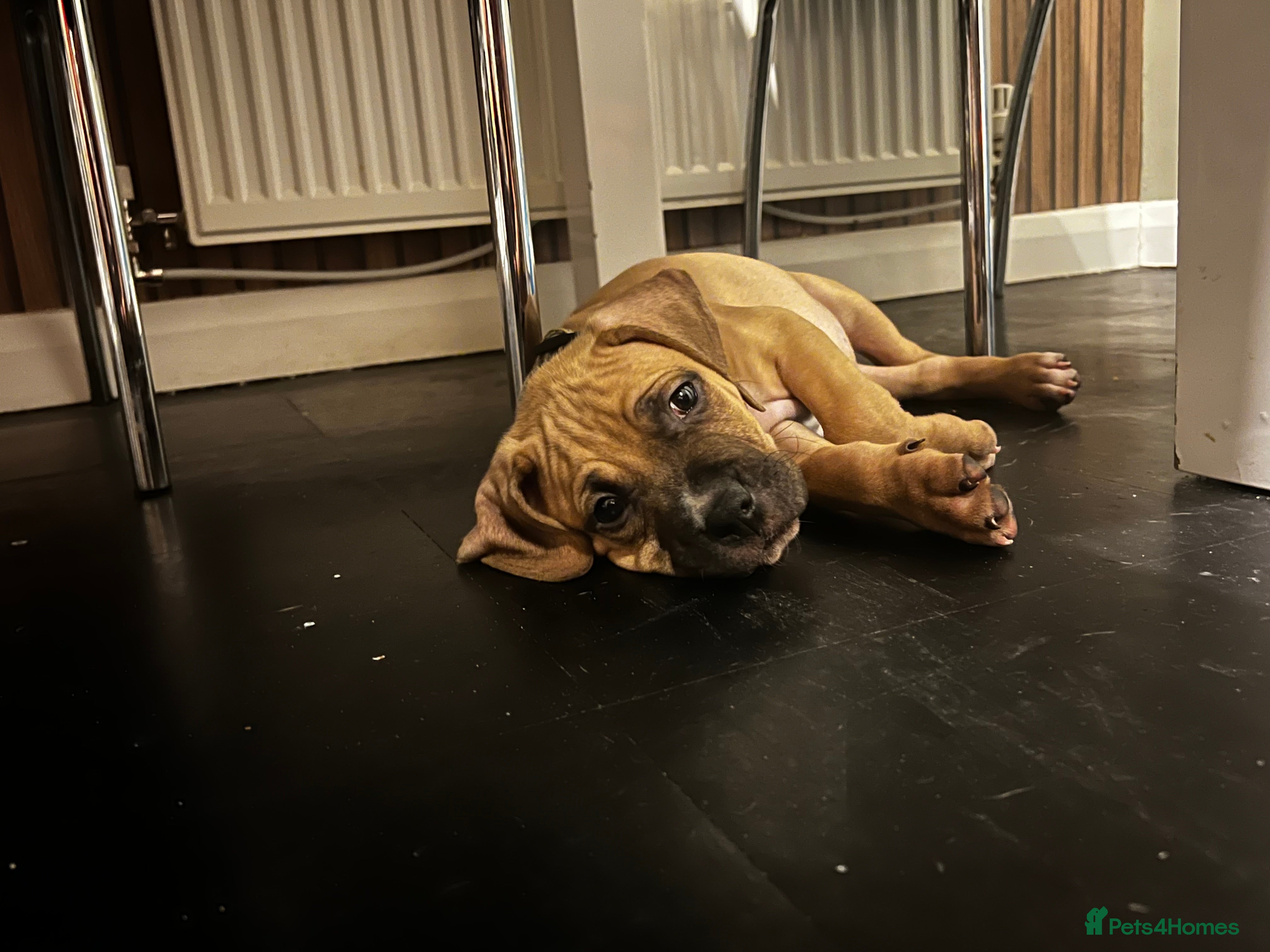 Boerboel dogs 🐾 Beautiful Boerboel Puppies 🐾  - Advert 2