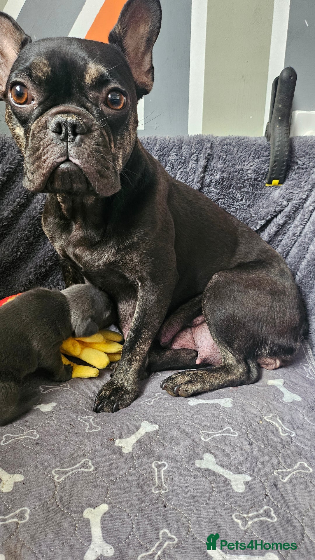 Mixed Breed dogs for sale: 3/4 French bulldog 1/4 Pomeranian Puppies - Image 9