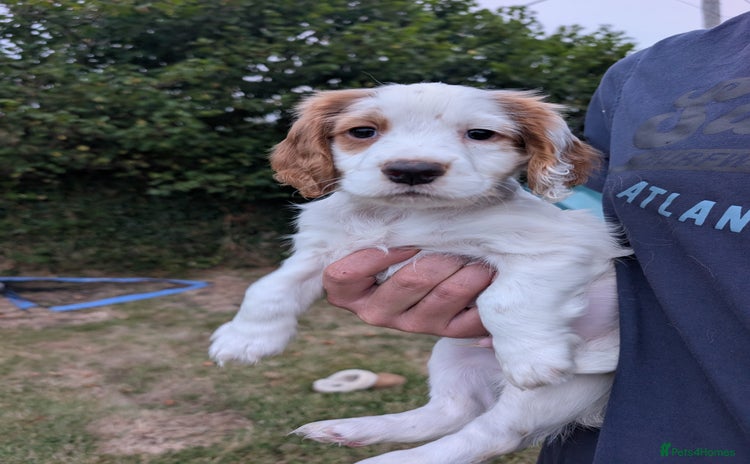 Cocker Spaniel dogs - Advert 16