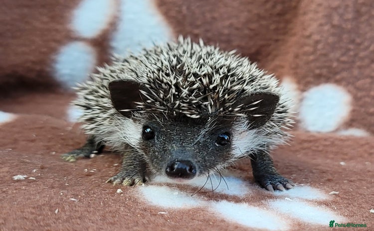 Pygmy Hedgehog rodents - Advert 2