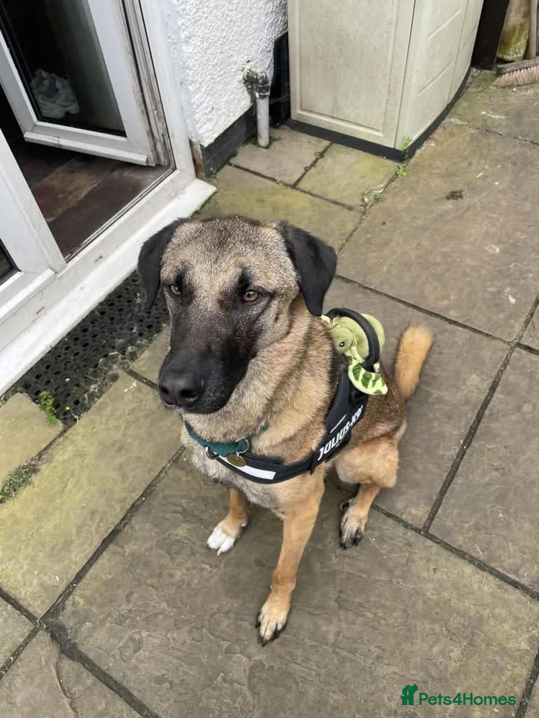 Mixed Breed dogs for adoption: Meet Pickle, currently residing in Wales in Barry - Advert 24