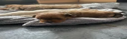 Pomapoo dogs for sale: Beautiful Pomapoo puppies - Advert 9