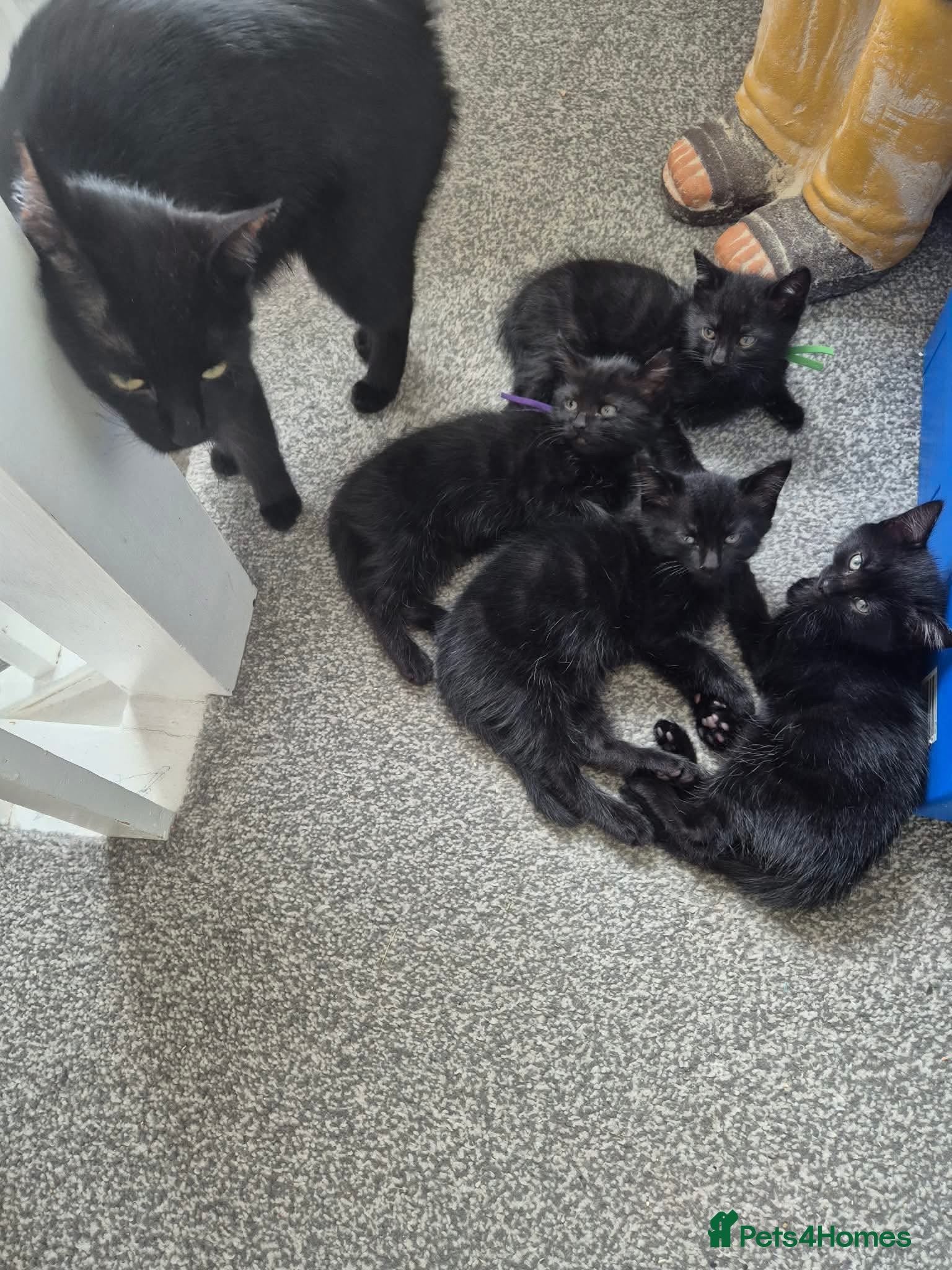 Domestic Shorthair cats Gorgeous black kittens  - Advert 5