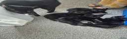 Domestic Shorthair cats for sale: Gorgeous black kittens  in Hayling Island - Advert 1