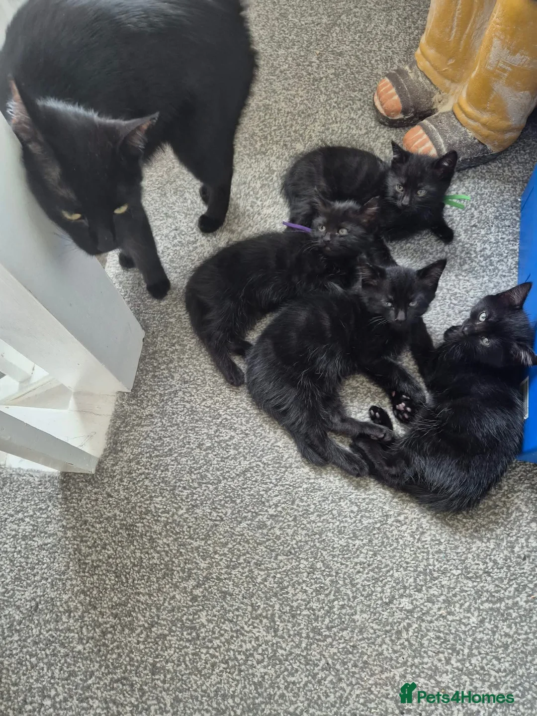 Domestic Shorthair cats for sale: Gorgeous black kittens  in Hayling Island - Advert 1