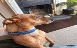 Mixed Breed dogs for adoption: Mickey – Cheeky, Cuddly and Charming Companion - Image 5