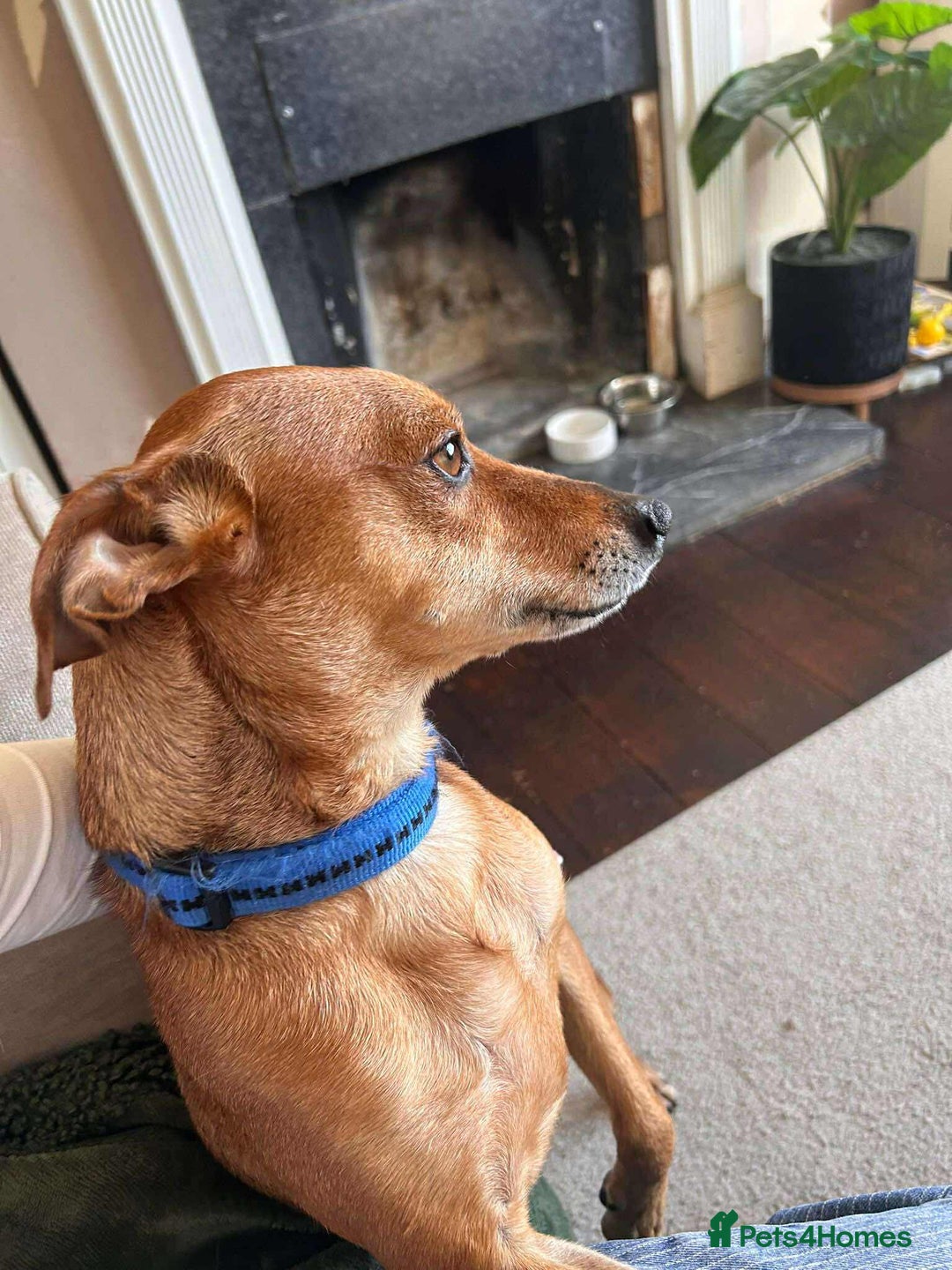 Mixed Breed dogs for adoption: Mickey – Cheeky, Cuddly and Charming Companion - Image 5