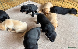 Labrador Retriever dogs for sale: Beautiful KC Registered Lab Pups  - Image 20
