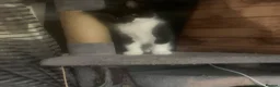 Mixed Breed cats for sale: Adorable kittens  - Advert 16