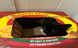 British Shorthair cats for sale: 💕✨ 4 Kittens ready for a new home 💕✨ kitten - Image 7