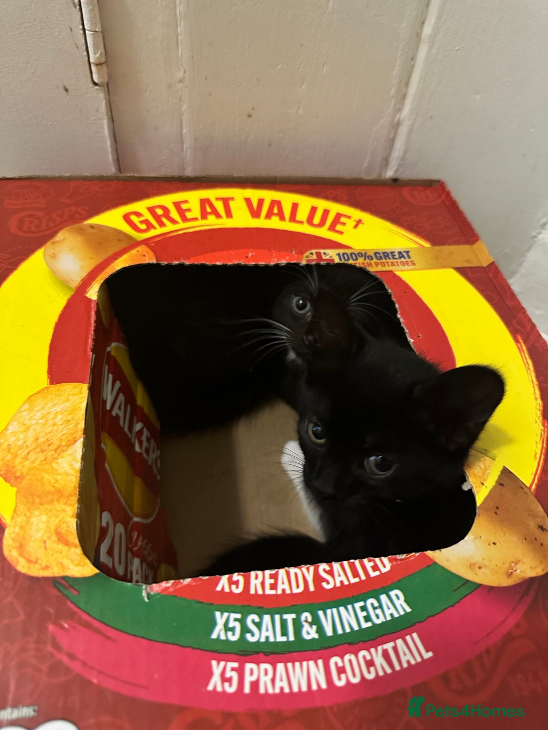 British Shorthair cats for sale: 💕✨ 4 Kittens ready for a new home 💕✨ kitten - Image 7