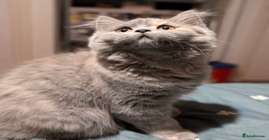 British Longhair cats in Knottingley - Advert 1