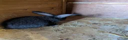 Flemish rabbits for sale: Flemish giants  - Advert 3