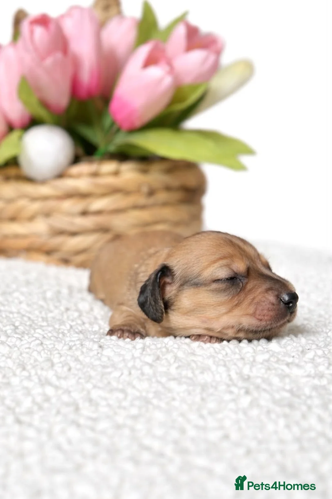 Miniature Dachshund dogs for sale: Lh cream dachshund available  - Advert 16