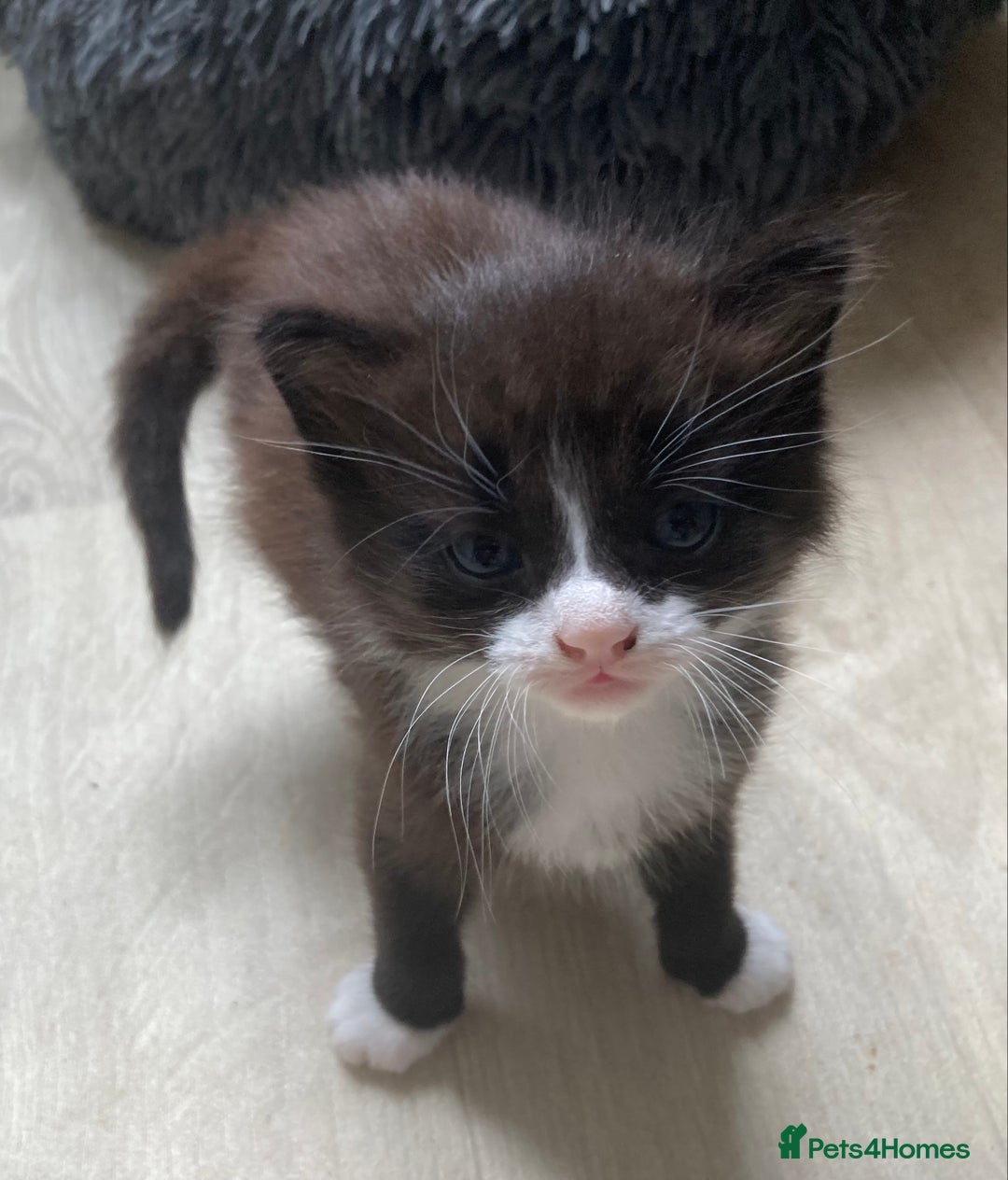 British Shorthair cats for sale: Kittens  - Image 12