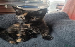Mixed Breed cats for sale: 3 Ginger and 3 Callico kittens - Image 9