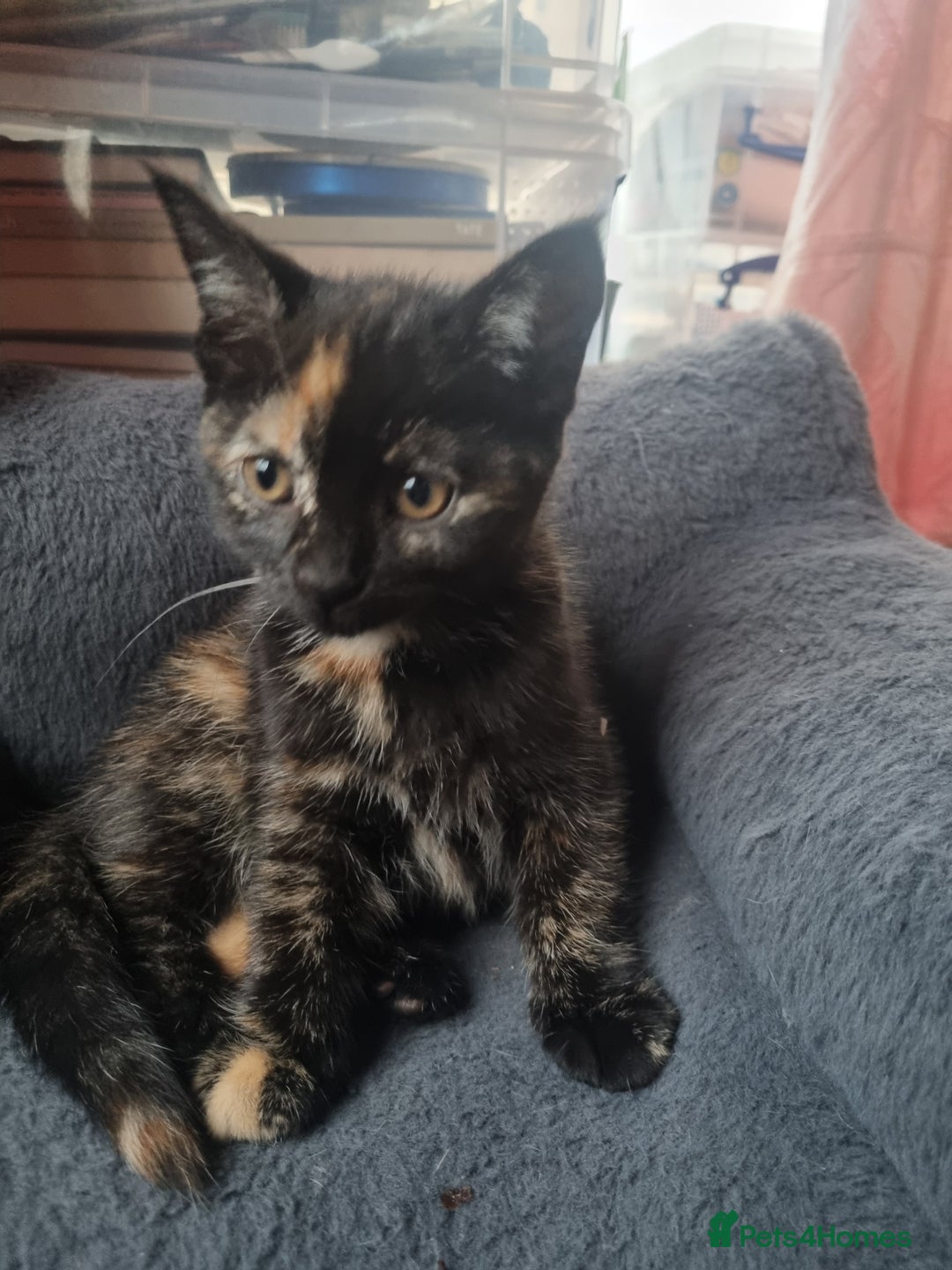 Mixed Breed cats for sale: 3 Ginger and 3 Callico kittens - Image 9