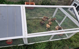Chickens poultry for sale: Bantam Pullets 7 weeks  - Image 3