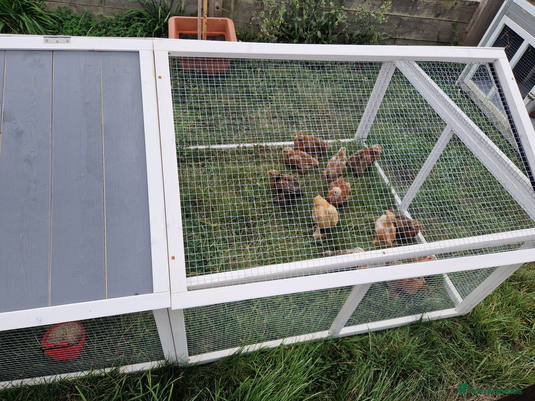 Chickens poultry for sale: Bantam Pullets 7 weeks  - Image 3