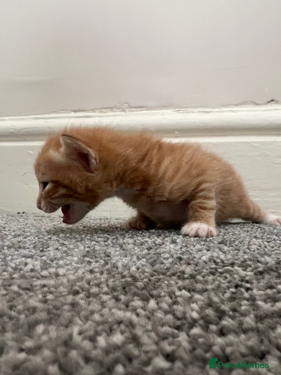 Mixed Breed cats for sale: Gorgeous kittens for sale - Image 9